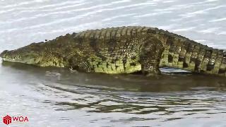 Крокодил охота на диких собак в реке борьба за выживание в африке