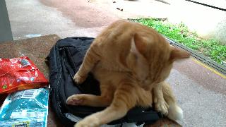 Кошка действительно любит сидеть на моем рюкзаке