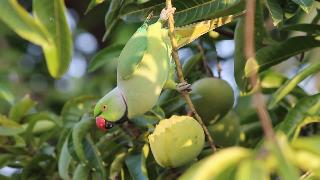 Попугай ест манго 