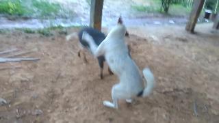 Собака против кабана
