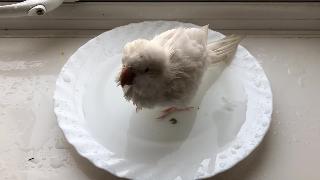 Попугай альбинос квакер принимает ванну