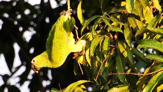 Попугай ест вкусное спелое манго голубоглазый попугай