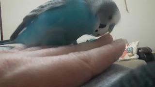 Любовь любящего волнистого попугайчика ногтей 