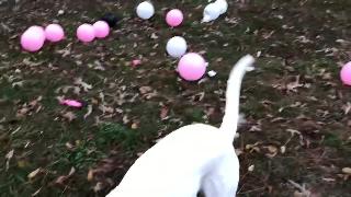 Собака против шаров й день рождения в карме