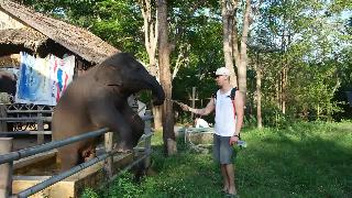 Слоненок таиланд