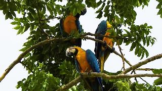 Группа синежелтых ара отдыхает