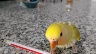 Любовная птичка играет с кормящей соломой