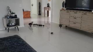 Мать утка и ее выводок посетили квинсленд домой