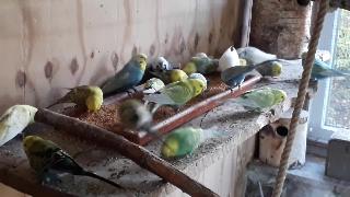 Мои попугаи голодны