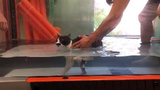 Кот в подводной беговой дорожке 