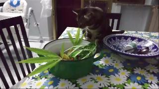 Гатта майя любит листья конопли кот майя жаден на листья конопли