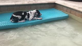 Щенок немецкого дога любит плескаться в бассейне для собак