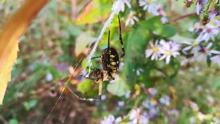 Огромный черножелтый садовый паук отдыхает на своей паутине