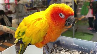 Мексиканский попугай который охладит плечи зоопарк хории милая тропическая птица сияющая оранжевым