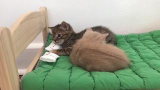 Котенок на икеа хорошая кошачья кровать