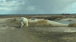Белый медведь играет с хаски черчилль канада