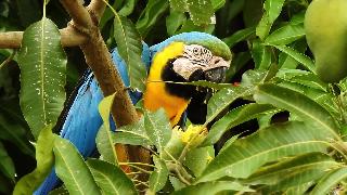 Синежелтая ара наслаждающаяся вкусным спелым манго