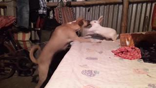 Дружеский бой между собакой и кроликом