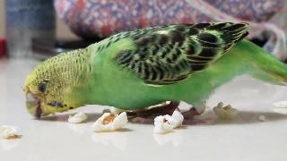 Птичка буджи и попкорн