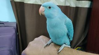 Александринский попугай крошка и синее кольцо