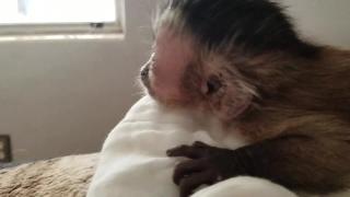 Бенгальский кот встречает обезьяну капуцинов