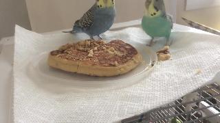 Завтрак с моими волнистыми попугайчиками