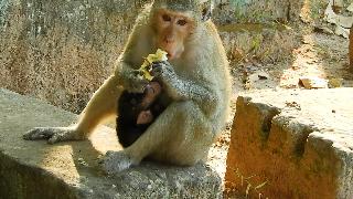 Герцогиня обезьяна носит своего ребенка в поисках пищи жаль