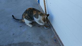 Кот забавный кот ест лапами