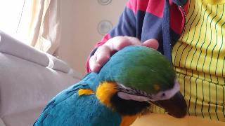 Говорящий попугай видео прикольного попугая ара