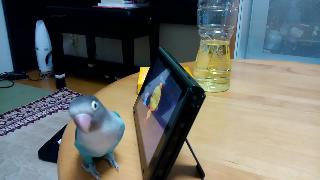 Кнопка инко ноботян глядя на экран мастера тайко