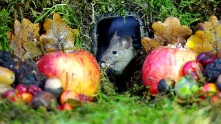 Георгий мышь в бревенчатом доме мышиный поселок