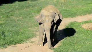 Слон дающий себе пыльную ванну со своим хоботом