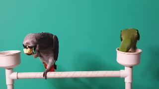 Африканский серый попугай и александр попугай едят вместе