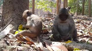 Испортить обезьяну душистый горошек до еды