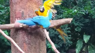 Познакомьтесь с самым большим и синим попугаем в мире