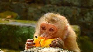 Обновление болит рука бедной обезьяны роуз оператор дает манго бедной розе