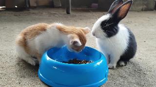 Кролик и кошка едят