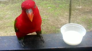 Красавчик красный попугай пьет молоко