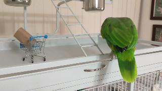 Свобода попугай поднимается по лестнице чтобы заглянуть в продуктовый мешок хилтон хед айленд южная каролина