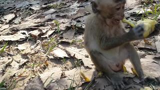 Милый ребенок обезьяна ходьба ест банан