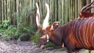 Зоопарк джексонвилль восточное бонго