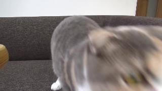 Кошка которая ест кошку после поедания уродов очень зла