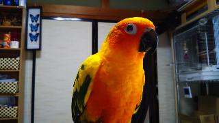 Когане мексиканский попугай во время разговорной практики