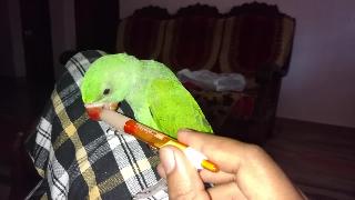 Индийский рингнек попугай ребенок играет с ручкой