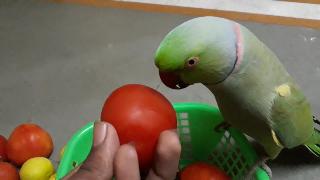 Индийский кольчатый попугай играет с помидорами