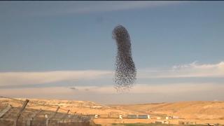 В небе израиля кружат перелетные птицы