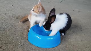 Кошка и кролик борются чтобы съесть одну и ту же еду