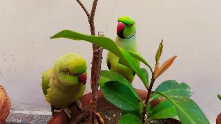 Веселые попугаи говорящие попугаи