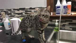 Саванна кошка играет с водой