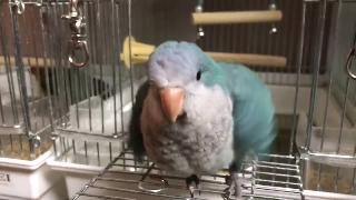 Окинава попугай скороговорка